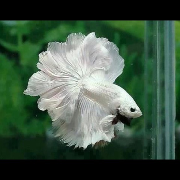 🌎same day or next day shipping - Picture 8 of 16